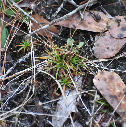 image of Lachnocaulon beyrichianum, Southern Bogbuttons