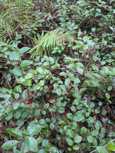 image of Lyonia lucida, Shining Fetterbush, Lyonia, Hemleaf