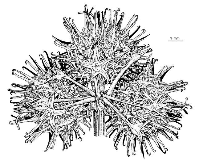 drawing of Sanicula canadensis var. grandis, Large Sanicle, Long-styled Canada Sanicle, Large Black-snakeroot