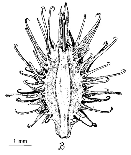 bristles