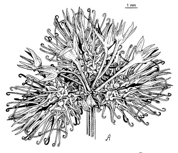 image of Sanicula marilandica, Black Snakeroot, Maryland Sanicle, Maryland Black-snakeroot