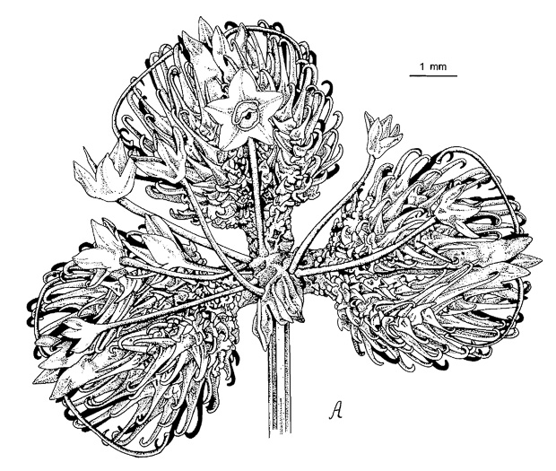 pedicel