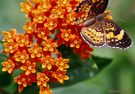 image of Asclepias tuberosa var. tuberosa, Butterfly Milkweed, Eastern Butterflyweed, Pleurisy Root, Wind Root