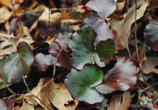 image of Galax urceolata, Galax, Beetleweed