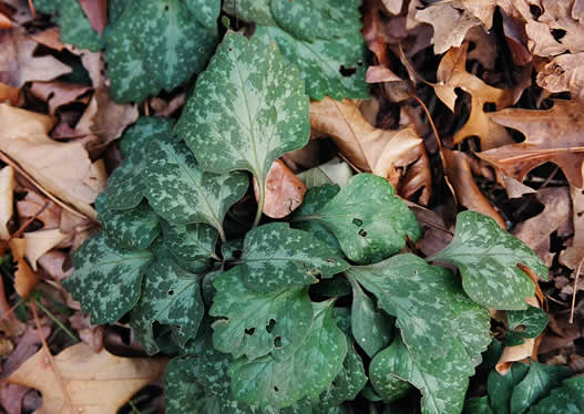 Pachysandra procumbens, Allegheny-spurge, Mountain Pachysandra