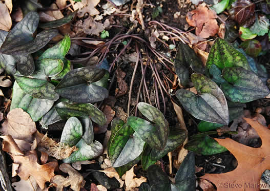 image of Hexastylis arifolia, Little Brown Jug, Arrowhead Heartleaf, Arrowleaf Heartleaf, Pigs