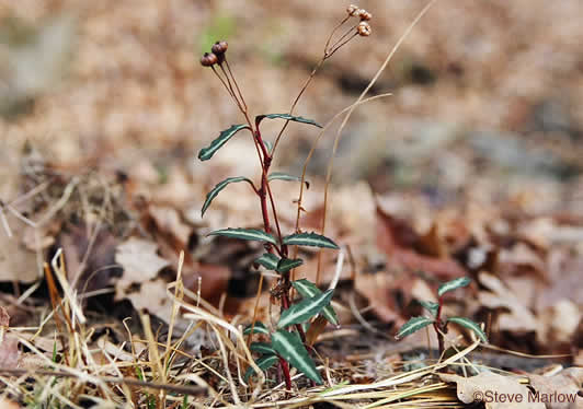 image of Chimaphila maculata, Pipsissewa, Striped Wintergreen, Spotted Wintergreen