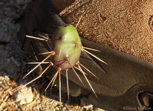 image of Opuntia drummondii, Dune Prickly Pear, Dune Devil-joint, Devils-joint Cactus, Little Prickly-pear