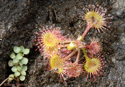 Drosera rotundifolia, Roundleaf Sundew