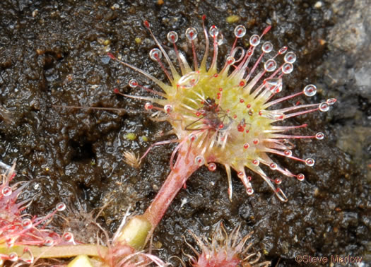 Drosera rotundifolia, Roundleaf Sundew