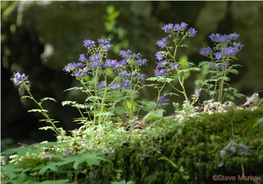 image of Phacelia bipinnatifida, Fernleaf Phacelia, Purple Phacelia, Forest Phacelia