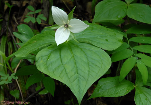 Trillium simile, Sweet White Trillium, Confusing Trillium, Jeweled Trillium