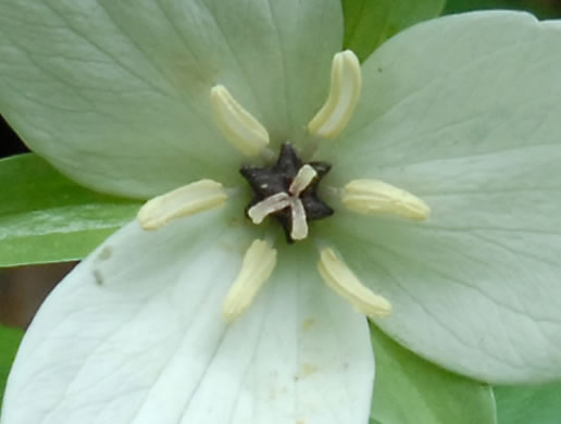 image of Trillium simile, Sweet White Trillium, Confusing Trillium, Jeweled Trillium