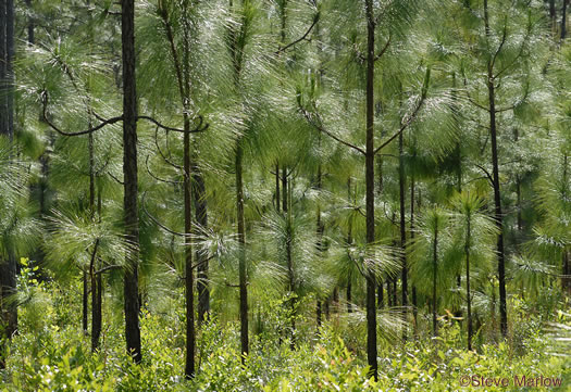 image of Pinus palustris, Longleaf Pine, Georgia Pine, Southern Pine