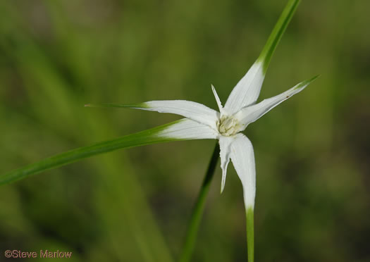 Rhynchospora colorata, Narrowleaf Whitetop Sedge, White-bracted Sedge, Starrush Whitetop Sedge