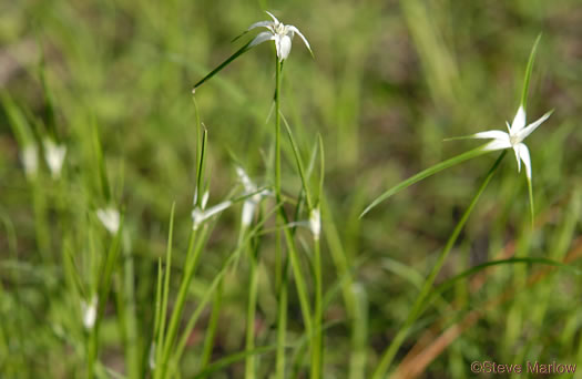 Rhynchospora colorata, Narrowleaf Whitetop Sedge, White-bracted Sedge, Starrush Whitetop Sedge