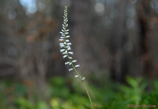 image of Aletris farinosa, Northern White Colicroot, Mealy Colicroot, Stargrass