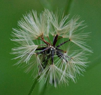 image of Hieracium gronovii, Hairy Hawkweed, Beaked Hawkweed