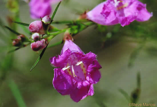 image of Agalinis purpurea, Purple Gerardia, Common Agalinis, Purple False Foxglove