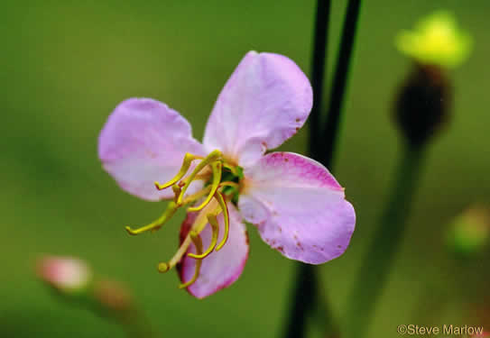 Rhexia mariana var. mariana, Pale Meadowbeauty, Maryland Meadowbeauty, Dull Meadowbeauty