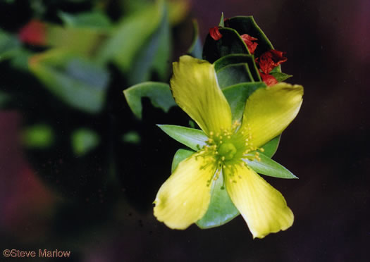 Hypericum crux-andreae, St. Peter's-wort, St. Andrew's Cross, St. Peter's Cross