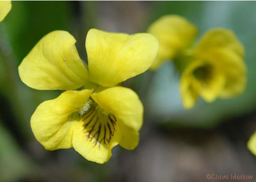 image of Viola rotundifolia, Roundleaf Yellow Violet, Early Yellow Violet