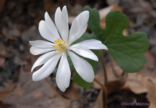 image of Sanguinaria canadensis, Bloodroot, Red Puccoon