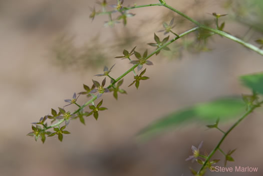 image of Xanthorhiza simplicissima, Yellowroot