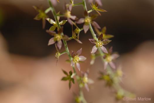 image of Xanthorhiza simplicissima, Yellowroot