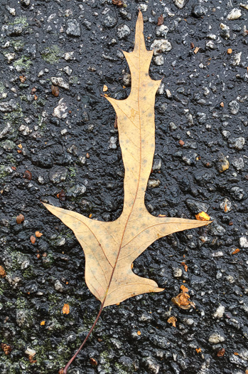 image of Quercus falcata, Southern Red Oak, Spanish Oak