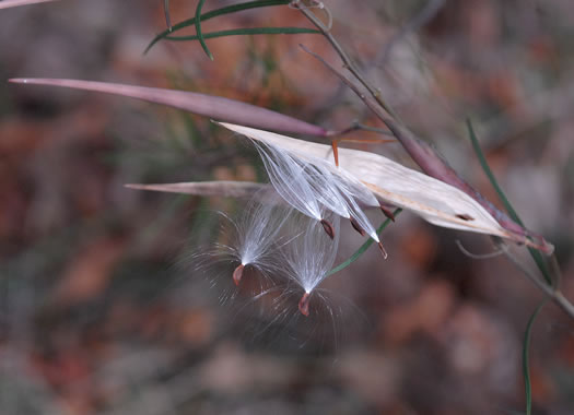 Asclepias verticillata, Whorled Milkweed, Narrowleaf Milkweed