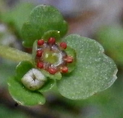 Chrysosplenium americanum, Golden-saxifrage, Water-carpet, Water-mat