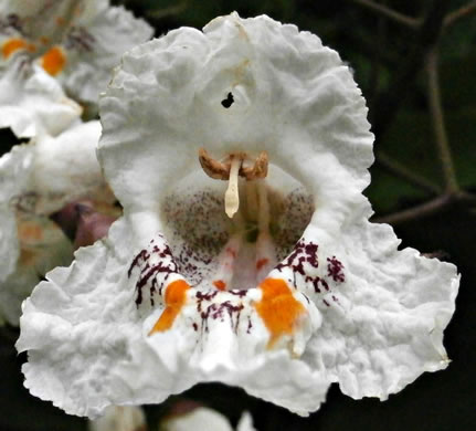 Catalpa bignonioides, Southern Catalpa, Fishbait Tree, Cigar Tree