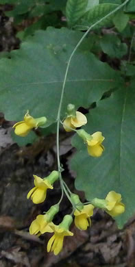 flower of Thermopsis fraxinifolia, Ashleaf Golden-banner