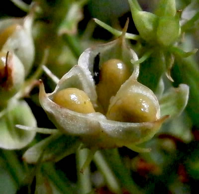 Amianthium muscitoxicum, Fly-poison