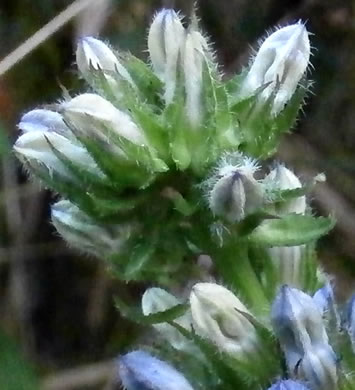 image of Lobelia siphilitica, Great Blue Lobelia