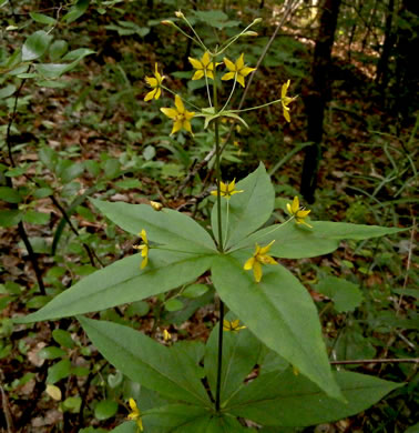 Lysimachia quadrifolia, Whorled Loosestrife