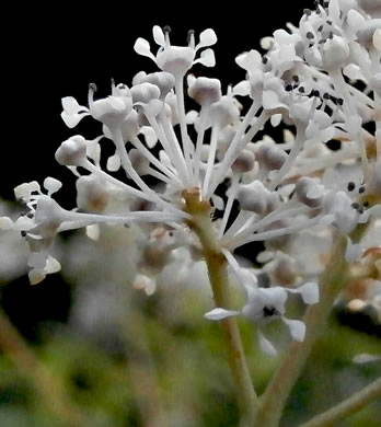 Ceanothus americanus var. americanus, Common New Jersey Tea, Redroot, Northeastern Ceanothus