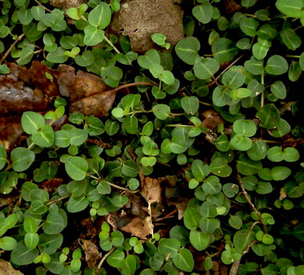 image of Mitchella repens, Partridgeberry, Twinflower
