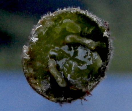 image of Macrothelypteris torresiana, Mariana Maiden-fern, Swordfern, False Maiden-fern