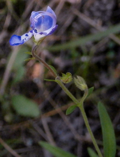 flower of Trichostema setaceum, Narrowleaf Blue Curls