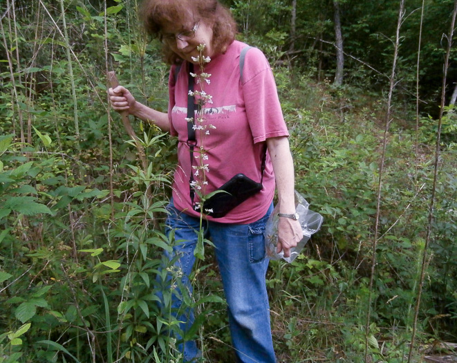 image of Penstemon australis, Downy Beardtongue, Sandhill Beardtongue, Southern Beardtongue, Southeastern Beardtongue