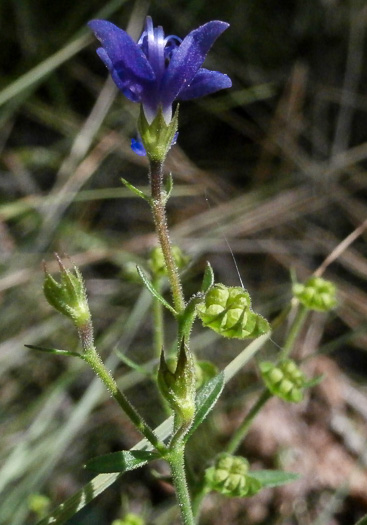 image of Trichostema setaceum, Narrowleaf Blue Curls