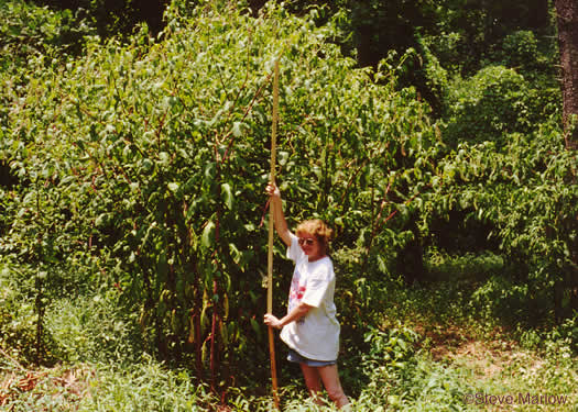 image of Phytolacca americana, Common Pokeweed, Poke