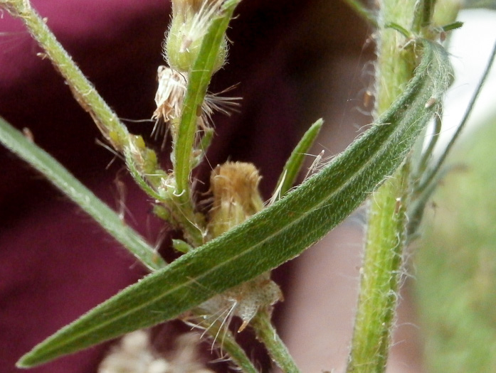 image of Erigeron sumatrensis, Tropical Horseweed, Sumatran Fleabane, Guernsey Fleabane