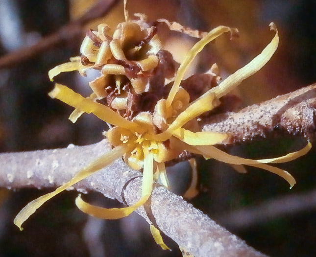 Hamamelis virginiana var. virginiana, Northern Witch-hazel