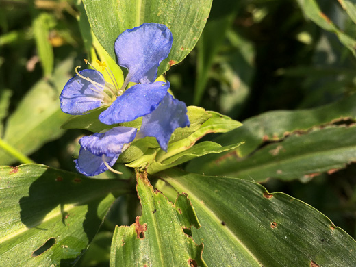 Commelina virginica, Virginia Dayflower