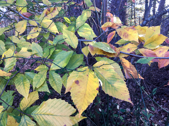 Fagus grandifolia +, American Beech