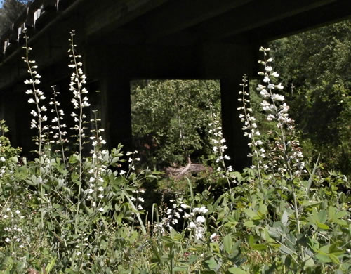 image of Baptisia alba, Thick-pod White Wild Indigo