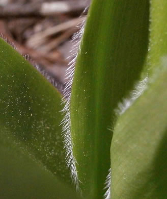 Clintonia umbellulata, Speckled Wood-lily, White Clintonia